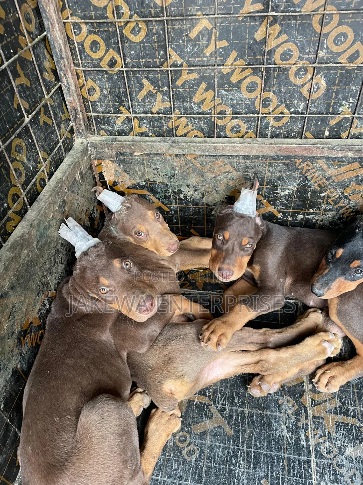 1-3 months Male Purebred Doberman Pinscher