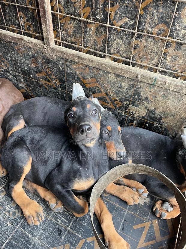 1-3 months Female Purebred Doberman Pinscher