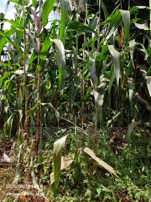 Land for Sale Joska Malaa Price 4.5m an Acre