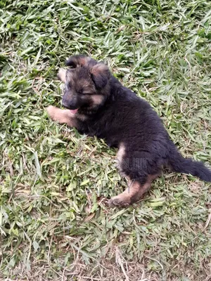 1-3 months Male Purebred German Shepherd