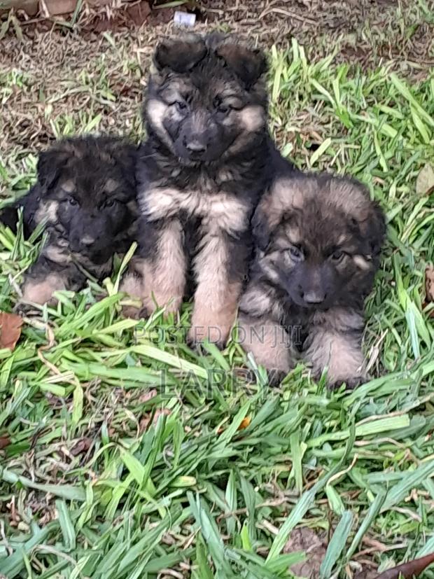 1-3 months Male Purebred German Shepherd - thumbnail 2