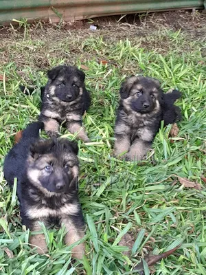 1-3 months Male Purebred German Shepherd