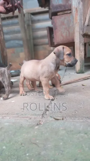 1-3 months Male Purebred Boerboel