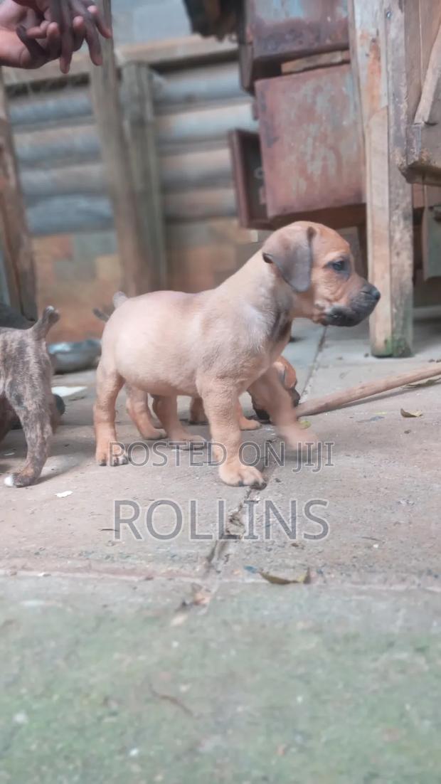 1-3 months Male Purebred Boerboel