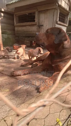 1-3 months Male Purebred Boerboel