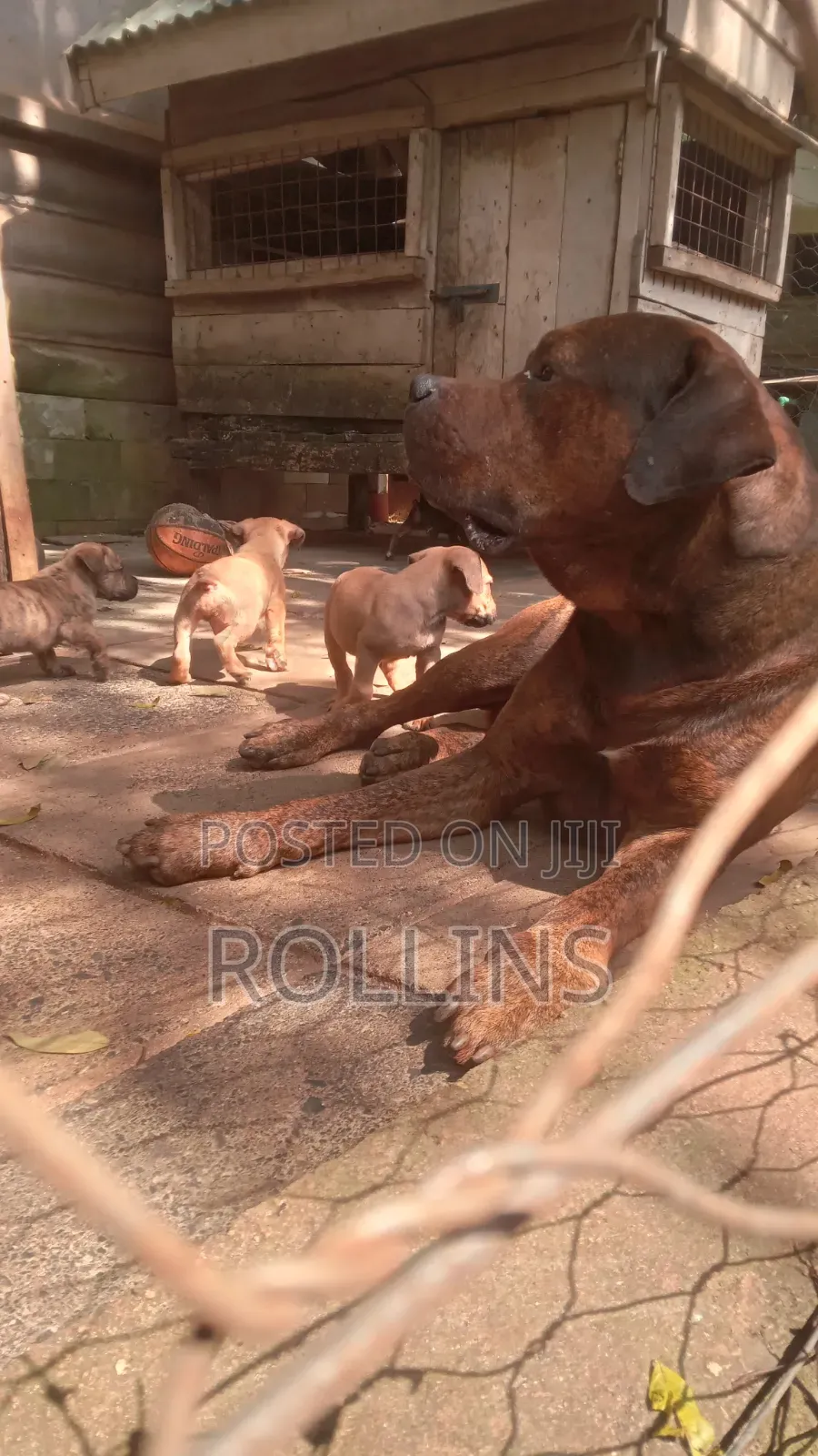 1-3 months Male Purebred Boerboel