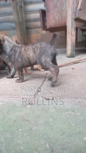 1-3 months Male Purebred Boerboel