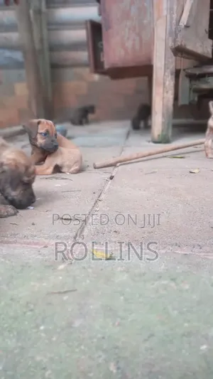 1-3 months Male Purebred Boerboel