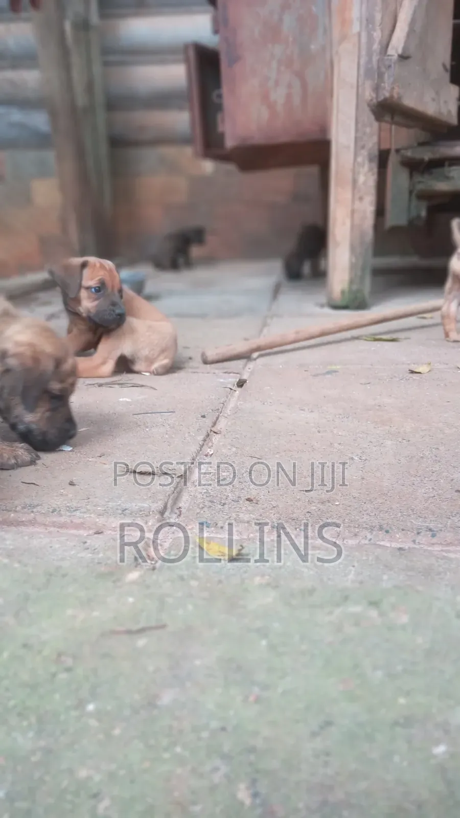 1-3 months Male Purebred Boerboel