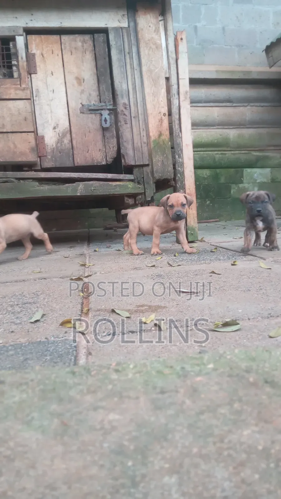 1-3 months Male Purebred Boerboel