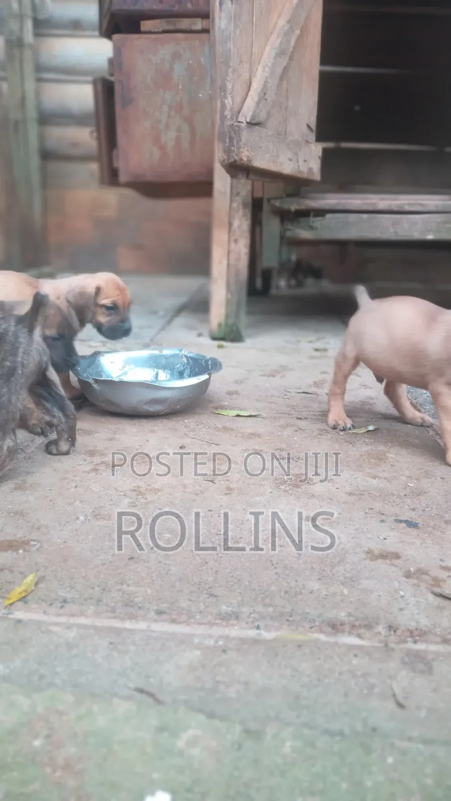 1-3 months Male Purebred Boerboel