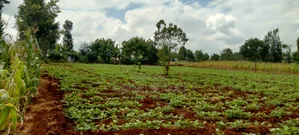 2 Acres on Sale in Kirinyaga Nyangati