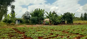 2 Acres on Sale in Kirinyaga Nyangati