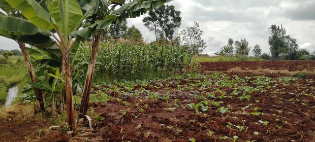 2 Acres on Sale in Kirinyaga Nyangati - thumbnail 4