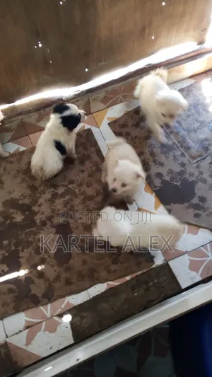 1-3 months Male Purebred Japanese Spitz