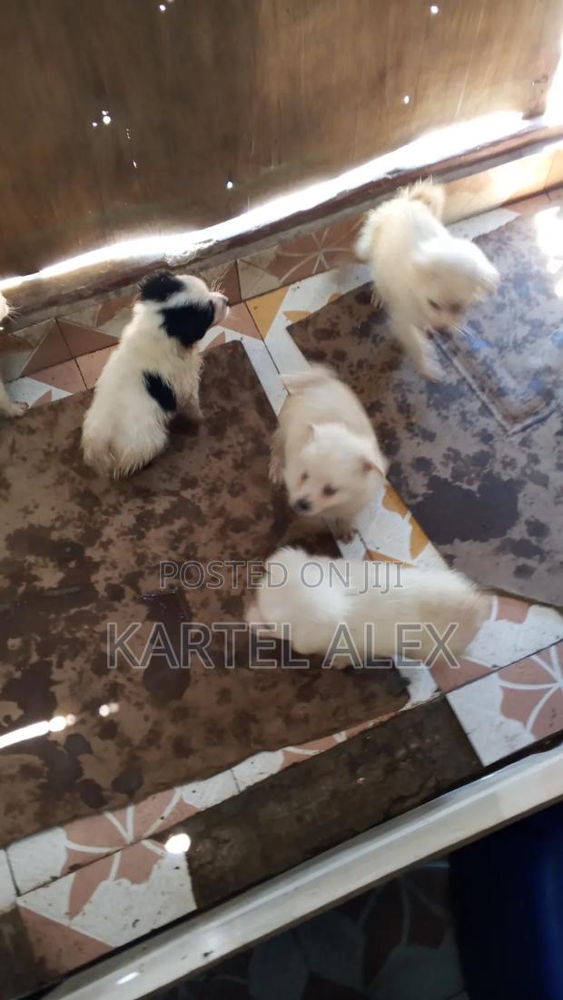 1-3 months Male Purebred Japanese Spitz - thumbnail 2