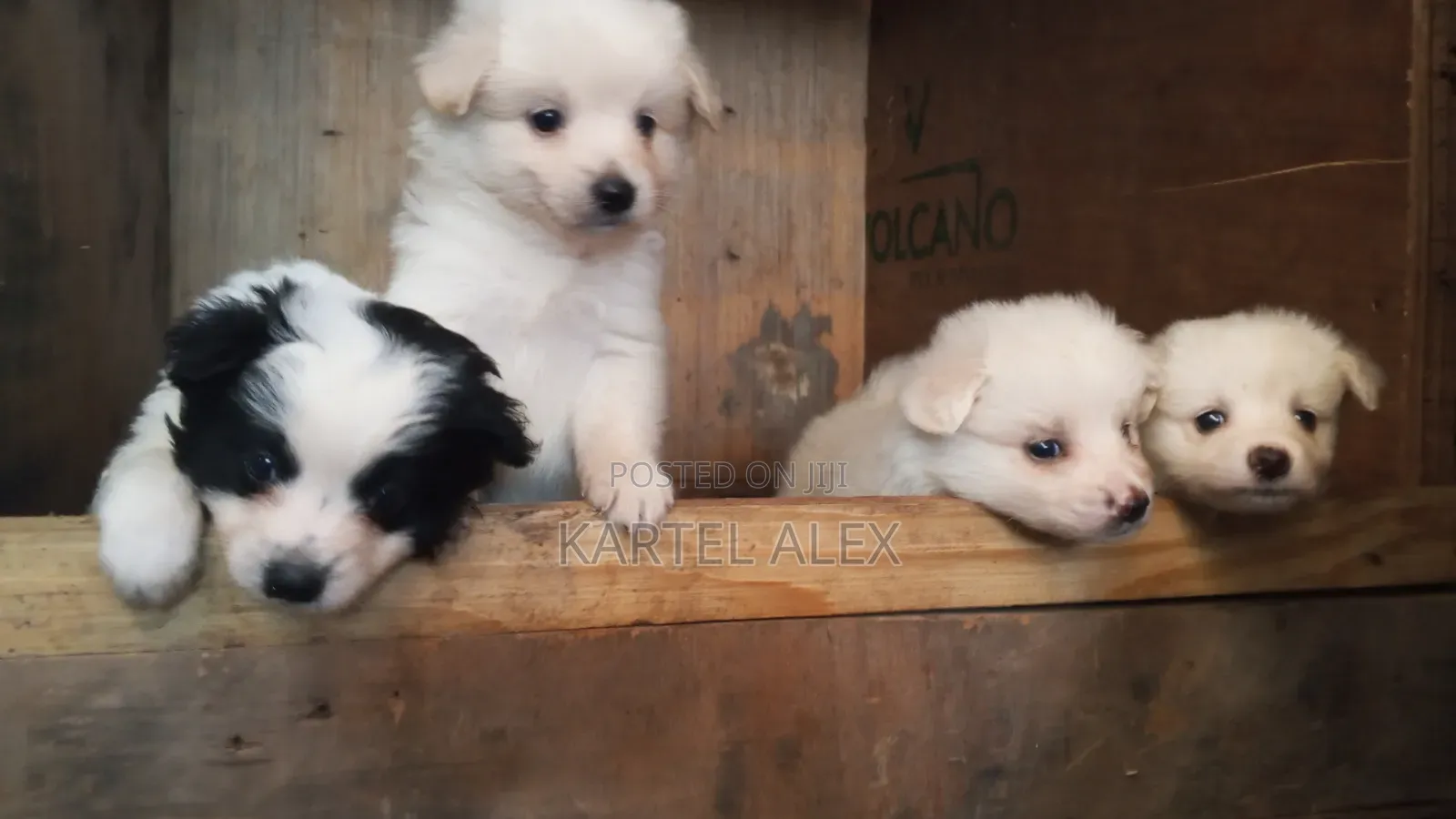 1-3 months Male Purebred Japanese Spitz
