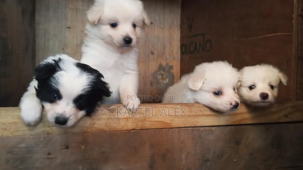 1-3 months Male Purebred Japanese Spitz - thumbnail 3