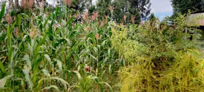 Prime 50 × 100 Plot on Sale in Kirinyaga Nyangati