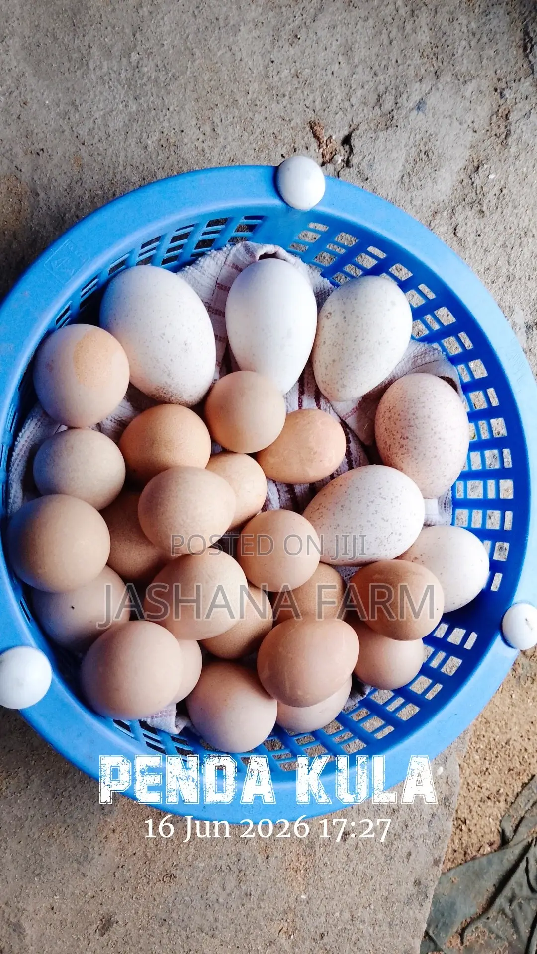 Turkey Eggs