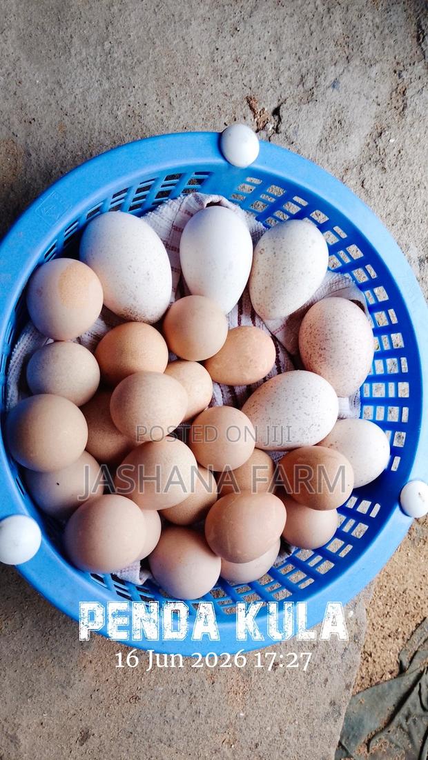 Turkey Eggs