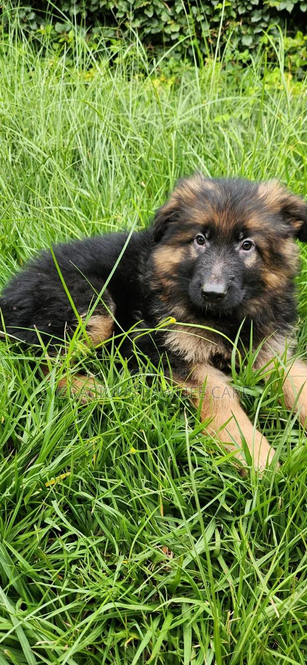 1-3 months Female Purebred German Shepherd