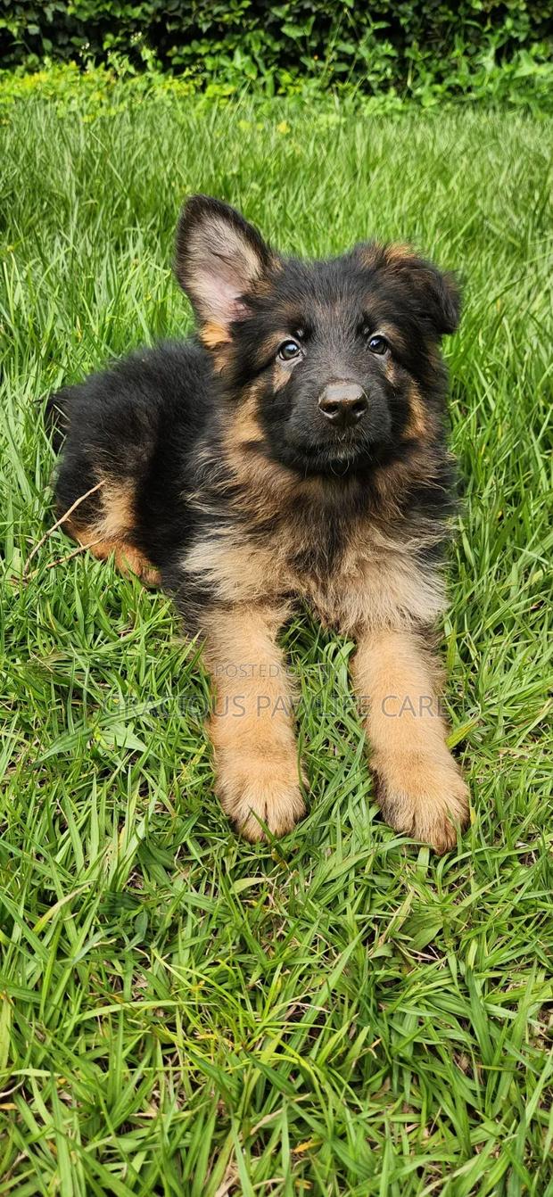 1-3 months Female Purebred German Shepherd - thumbnail 2