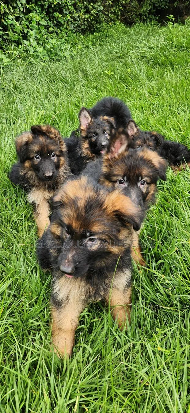 1-3 months Female Purebred German Shepherd - thumbnail 3