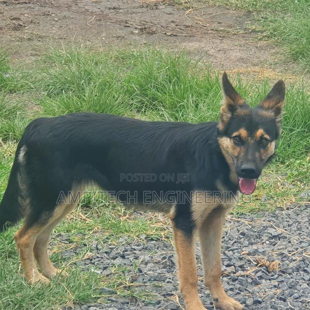 3-6 months Female Mixed Breed German Shepherd