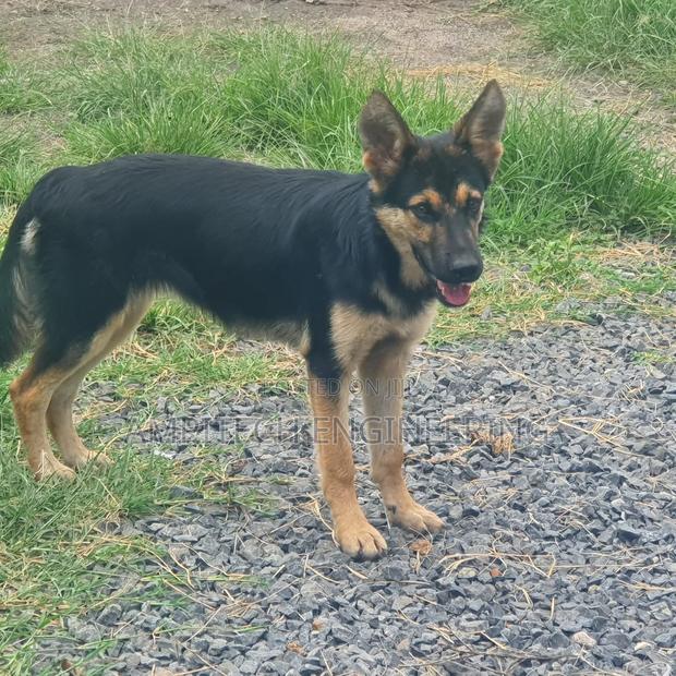 3-6 months Female Mixed Breed German Shepherd - thumbnail 2