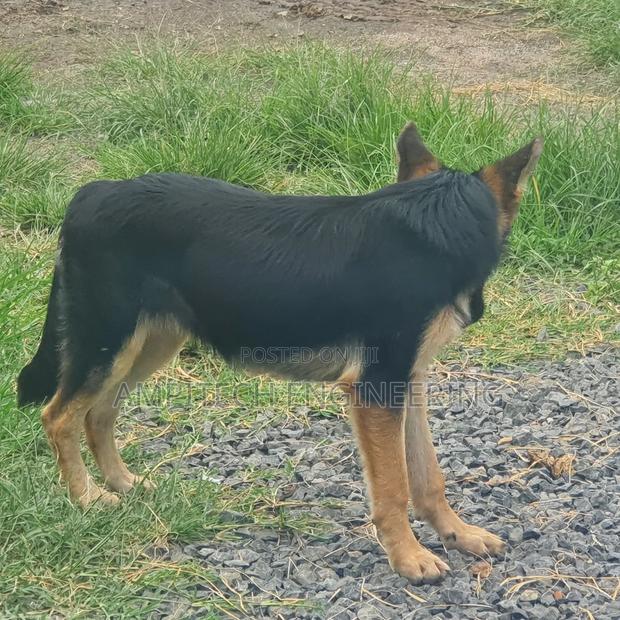 3-6 months Female Mixed Breed German Shepherd - thumbnail 3
