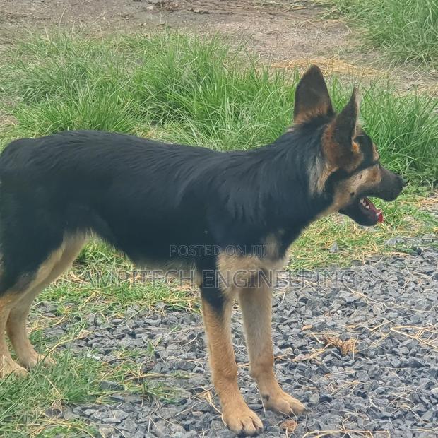 3-6 months Female Mixed Breed German Shepherd - thumbnail 4
