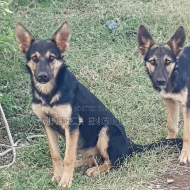 3-6 months Female Mixed Breed German Shepherd - thumbnail 5