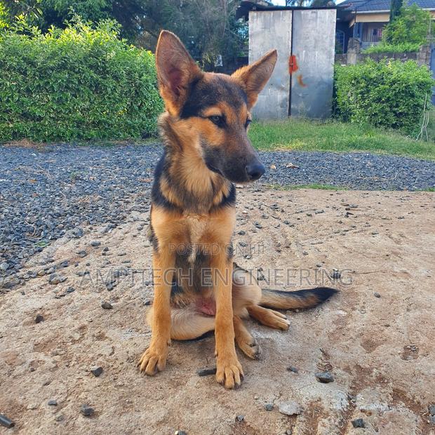 3-6 months Female Mixed Breed German Shepherd - thumbnail 6