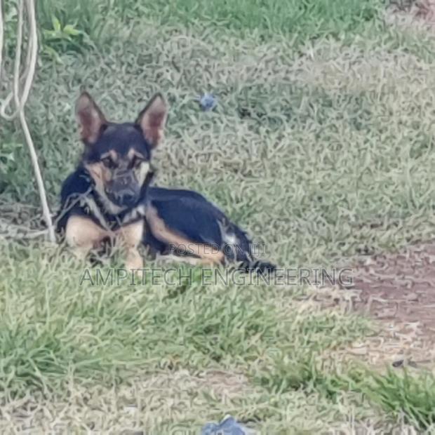 3-6 months Female Mixed Breed German Shepherd - thumbnail 7