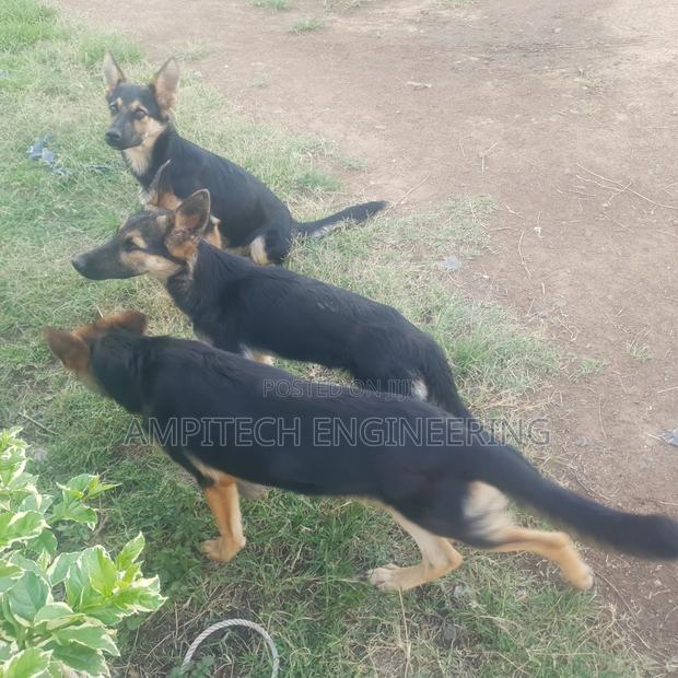 3-6 months Female Mixed Breed German Shepherd - thumbnail 8
