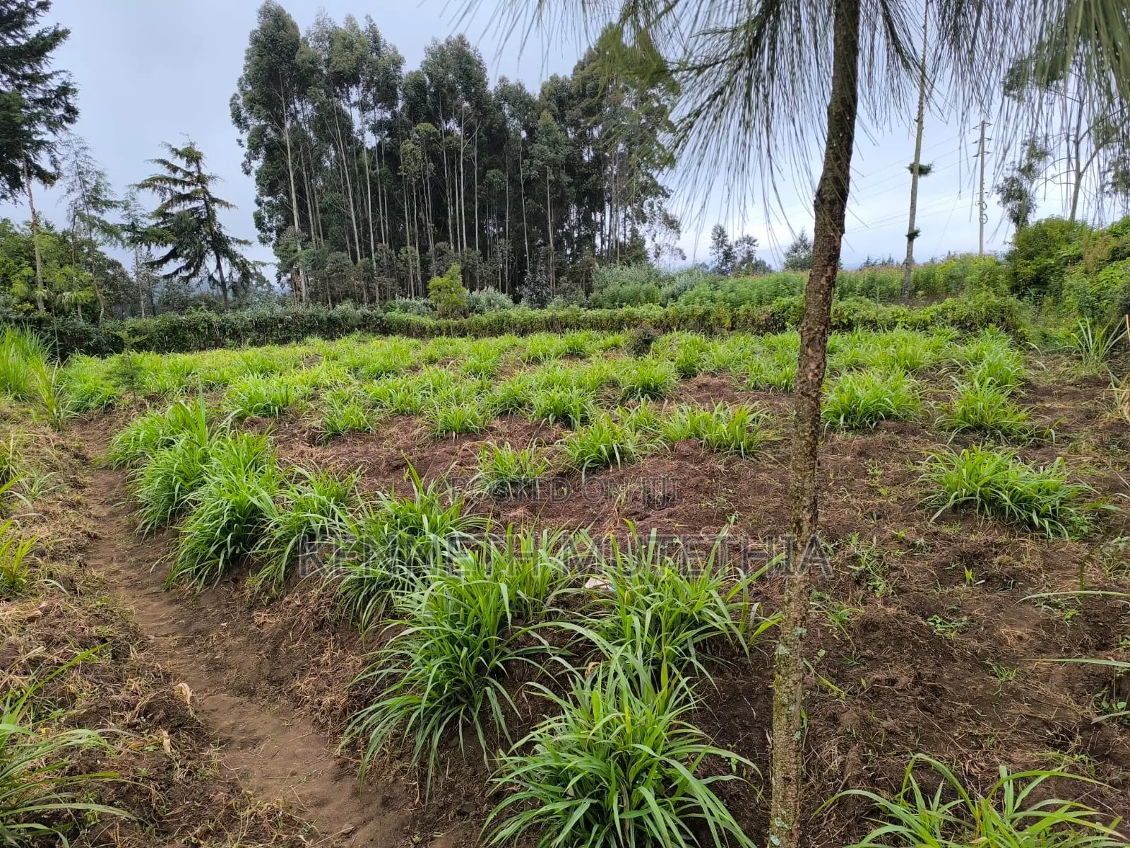 Land for Sale Lari /Kirenga 50 by 100