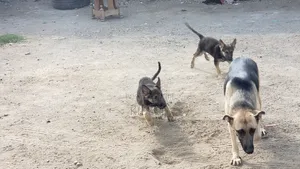 1-3 months Male Purebred German Shepherd
