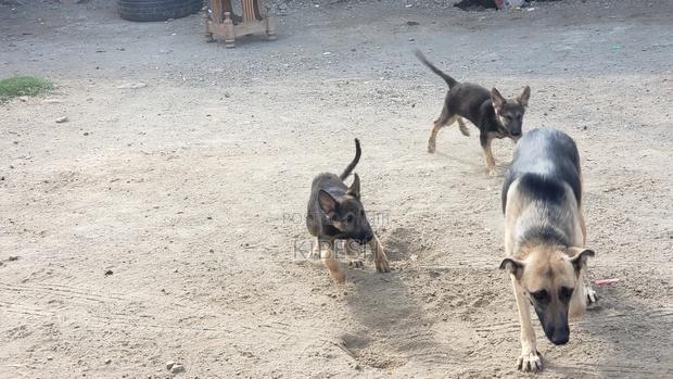 1-3 months Male Purebred German Shepherd