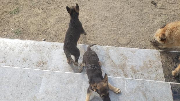1-3 months Male Purebred German Shepherd - thumbnail 2