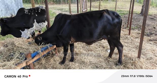 Cows in Bagaria, Njoro Sub County - thumbnail 8