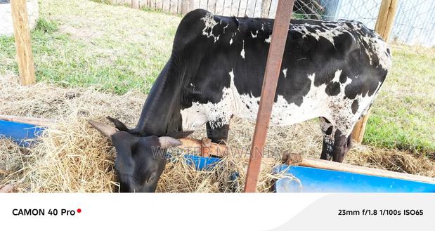Cows in Bagaria, Njoro Sub County - main view