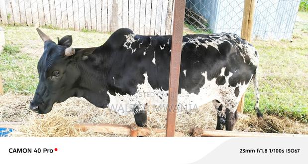 Cows in Bagaria, Njoro Sub County - thumbnail 2