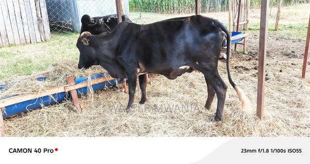 Cows in Bagaria, Njoro Sub County - thumbnail 3