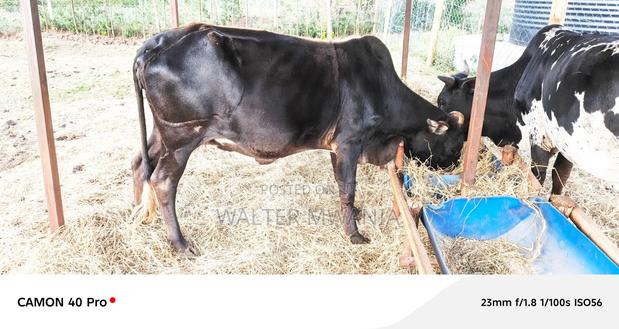 Cows in Bagaria, Njoro Sub County - thumbnail 4