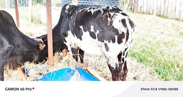 Cows in Bagaria, Njoro Sub County - thumbnail 5