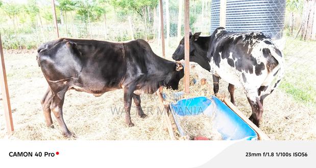 Cows in Bagaria, Njoro Sub County - thumbnail 6