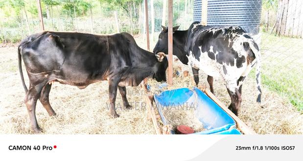 Cows in Bagaria, Njoro Sub County - thumbnail 7