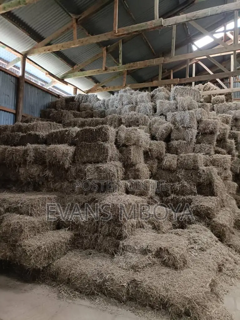 Quality Hay Bhoma Rhodes