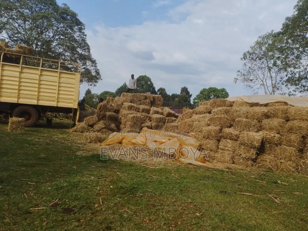 Quality Hay Bhoma Rhodes